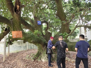 灵山县荔枝树年龄测定